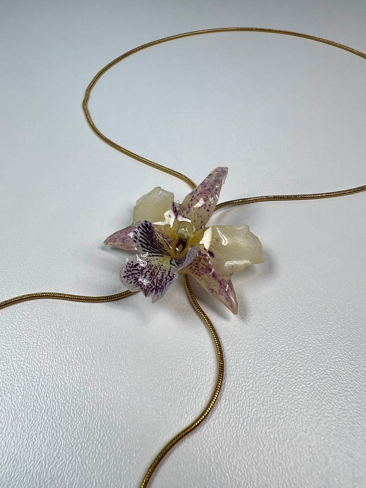 Dendrobium Glow