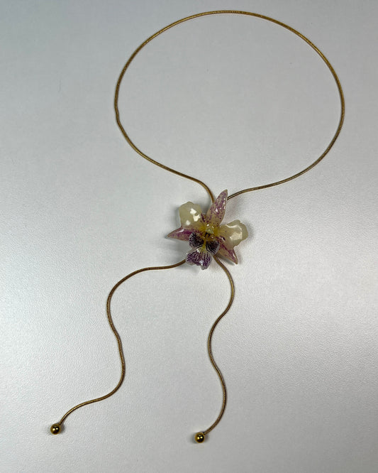 Dendrobium Glow